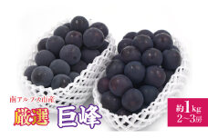 【25年発送先行予約】厳選！南アルプス市産　巨峰　約1.0kg（2～3房） ALPDD016