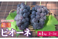 【25年発送先行予約】厳選！南アルプス市産　ピオーネ　約1.0kg（２～3房） ALPDD017