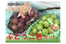 ＜25年発送先行予約＞【自然に優しく美味しい葡萄2色セット２房】栽培期間中の農薬削減で美味しいシャインマスカットと赤葡萄(１kg以上) ALPEF009
