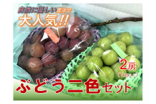 ＜2025年発送先行予約＞【自然に優しく美味しい葡萄2色セット２房】栽培期間中の農薬削減で美味しいシャインマスカットと赤葡萄(１kg以上) ALPEF009