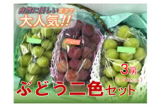 ＜25年発送先行予約＞【自然に優しく美味しい葡萄2色セット３房】栽培期間中の農薬削減で美味しいシャインマスカットと赤葡萄(１.５kg以上) ALPEF010