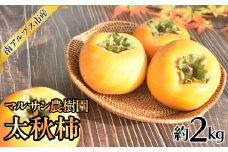 マルサン農樹園　太秋柿2.0kg相当 ALPAJ050　| 柿　かき　家庭用　粒　新鮮　果物　くだもの　フルーツ　産地直送　山梨　南アルプス市　南アルプス　山梨県産 |