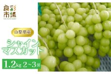 【2025年発送先行予約】山梨県産　産地直送　シャインマスカット 1.2kg(2?3房) ALPEO001