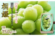 ＜2026年発送先行予約＞【特別厳選品のため数量限定】シャインマスカット「桐姫」　ALPAA048 ｜ 山梨 山梨県 ぶどう 葡萄 ブドウ マスカット 種なし 大粒 フルーツ くだもの 果物 高級 新鮮 産地直送 贈答 ギフト 家庭用  2026年 JA JA南アルプス市 南アルプス |
