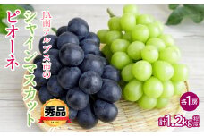 【2025年度先行予約】シャインマスカットとピオーネ 約1.2kg(各1房) 秀品 | 山梨 山梨県 ぶどう 葡萄 ブドウ マスカット  ピオーネ フルーツ くだもの 果物 高級 新鮮 産地直送 贈答 ギフト 2025年 | ALPAA053