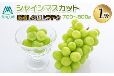 シャインマスカット　１房 ALPFG001