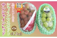 希少品種「サンシャインレッド」＆大人気「シャインマスカット」豪華食べ比べセット！ ALPAA049　| 山梨 山梨県 ぶどう 葡萄 ブドウ マスカット 種なし 大粒 フルーツ くだもの 果物 高級 新鮮 産地直送 贈答 ギフト 家庭用 2025年 
