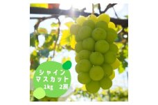 クール便で発送　シャインマスカット　1㎏箱　2房 ALPFK001