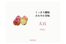 ＜2026年発送先行予約＞【すもも・大石】くっきり酸味！お菓子作りには絶対コレ！ 約40玉 ALPDS010