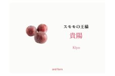 ＜2026年発送先行予約＞【すもも・貴陽】一生に一度は食べたい！王様のひと玉！ 約12玉 ALPDS013