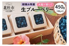 【2025年先行予約】大粒で甘い！生ブルーベリー3箱セット 【2025年先行予約】ブルーベリー 生 2種類以上 完熟 大粒 朝摘み フルーツ 果物 生ブルーベリー 特選 150g×3箱 甘い 品種 食べ比べ
