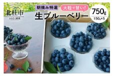 【2025年先行予約】大粒で甘い！生ブルーベリー5パックセット 【2025年先行予約】ブルーベリー 生 3種類以上 完熟 大粒 朝摘み フルーツ 果物 特選 150g×5パック 甘い 品種 食べ比べ