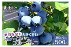 【2025年先行予約】6月～7月発送！大きく甘い、完熟ハイブッシュブルーベリー　500g（250g×2パック）　ブルーベリー 完熟 大きい 【2025年先行予約】 計500g ハイブッシュ・ブルーベリー 甘い フルーツ くだもの 冷蔵 期間限定 6月～7月発送 山梨県 北杜市