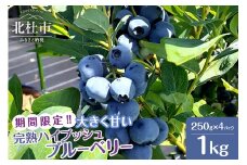 【2025年先行予約】6月～7月発送！大きく甘い、完熟ハイブッシュブルーベリー　1kg（250g×4パック）　ブルーベリー 完熟 大きい 【2025年先行予約】 計1kg ハイブッシュ・ブルーベリー 甘い フルーツ くだもの 冷蔵 期間限定 6月～7月発送 山梨県 北杜市