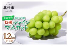 【2025年先行予約】八ヶ岳南麓の天然水で育てたシャインマスカット 1.2kg(2~3房)　※特選　シャインマスカット 1.2kg 2～3房 北杜市産 【 2025年 先行予約 】 特選 マスカット ぶどう 葡萄 種なし フルーツ 果物 お楽しみ みずみずしい 家庭用 贈答用 数量限定 期間限定 八ヶ岳南麓 山梨県 北杜市