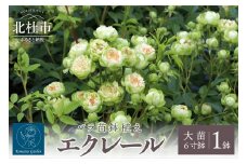 バラ苗鉢植え「エクレール」　バラ 苗 四季咲き 鉢植え 花 エクレール 6寸鉢 ディープカップ咲き 房咲き 母の日 父の日