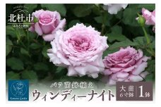 バラ苗鉢植え「ウィンディー ナイト」　バラ 苗 四季咲き 鉢植え 花 ウィンディー ナイト 6寸鉢 オリジナル品種 ロゼット咲き 房咲き 母の日 父の日