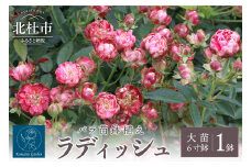 バラ苗鉢植え「ラディッシュ」　バラ 苗 四季咲き 鉢植え 花 ラディッシュ 6寸鉢 ディープカップ咲き 房咲き 母の日 父の日