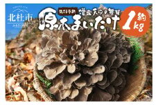 【令和7年産】 増富天空の舞茸　原木まいたけ　約1kg 舞茸 原木舞茸 まいたけ きのこ 肉厚 約1kg 期間限定 ナラの木 北杜市 須玉町産 増富天空の舞茸 北杜市