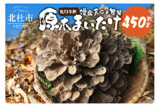 【令和7年産】 増富天空の舞茸　原木まいたけ　約450g  舞茸 原木舞茸 まいたけ きのこ 肉厚 約450g 期間限定 ナラの木 北杜市 須玉町産 増富天空の舞茸 北杜市