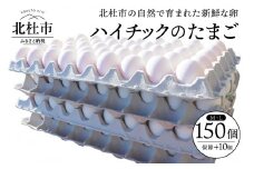 ハイチックのたまご　160個（破卵保証10個含む）