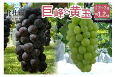 巨峰・黄玉セット