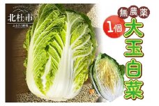 【2024年先行予約】無農薬大玉白菜　1個　山梨県北杜市白州産