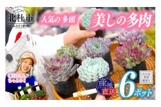 北杜市八ヶ岳産美しの多肉～サキュレントアソート～