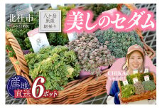 北杜市八ヶ岳産美しの多肉～セダムアソート～