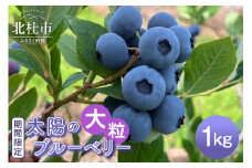 【2025年先行予約】【大粒】山梨県産（明野産）生果　ブルーベリー1000g　 ブルーベリー 大粒 期間限定  1000g 無農薬 フルーツ 生果 生果実 山梨県 北杜市 明野町
