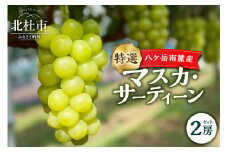 【2025年先行予約】八ケ岳南麓産「特選 マスカ・サーティーン」  マスカ・サーティーン 2025年 先行予約 ぶどう 2房 セット 特選 期間限定 数量限定 冷蔵 新品種 葡萄 ブドウ フルーツ 果物 弾力 大粒 甘い 山梨県 北杜市 八ヶ岳南麓
