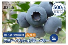 【2025年先行予約】【品種別】完熟ハイブッシュブルーベリー　500g(125g×4) ブルーベリー 生 期間限定 2025年 先行予約 ハイブッシュブルーベリー 500g 125g×4パック 完熟 大粒 甘い 人気  極上品 八ヶ岳南麓