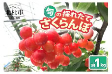 【2025年先行予約】山梨県北杜市産　旬の採れたてさくらんぼ　約1kg さくらんぼ 高砂 佐藤錦 紅秀峰 約1kg 2025年 先行予約 期間限定 数量限定 採れたて大粒 大玉 果物 くだもの 夏果実 サクランボ チェリー 高級 鉄分 美肌効果 疲労回復 山梨県 北杜市産