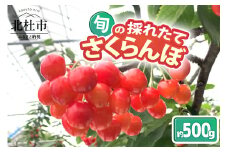 【2025年先行予約】山梨県北杜市産　旬の採れたてさくらんぼ　約500g さくらんぼ 高砂 佐藤錦 紅秀峰 約500g 2025年 先行予約 期間限定 数量限定 採れたて大粒 大玉 果物 くだもの 夏果実 サクランボ チェリー 高級 鉄分 美肌効果 疲労回復 山梨県 北杜市産