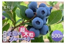 ＼お申込み終了間近！／【2025年発送】【超大粒】山梨県産（明野産）生果　ブルーベリー500g　ブルーベリー 超大粒 期間限定  500g  無農薬 フルーツ 生果 生果実 山梨県 北杜市 明野町