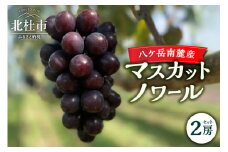 【2025年先行予約】八ケ岳南麓産 「マスカットノワール」  2025年 先行予約 2房 セット 約1kg 期間限定 数量限定 黒系葡萄 黒系シャイン マスカット 新品種 葡萄 ぶどう ブドウ フルーツ 果物 大粒 コク 甘い 種なし 山梨県 北杜市 八ヶ岳南麓