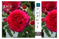 バラ苗鉢植え「アンクレット」 バラ 苗 四季咲き 鉢植え 花 アンクレット 6寸鉢 イングリッシュローズ ロゼット咲き