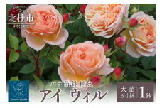 バラ苗鉢植え「アイ ウィル」　バラ 苗 四季咲き 鉢植え 花 6寸鉢 オリジナル品種 アイウィル ロゼット咲き 房咲き 1鉢