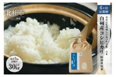 【令和7年度米6ヶ月定期便】白州産コシヒカリ　特別栽培米　5キロ  おこめ コシヒカリ 山梨県産 もっちり おにぎり お弁当