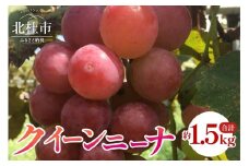 クイーンニーナ　約1.5kg   山梨県産 ブドウ フルーツ 果物 赤ぶどう 低農薬 期間限定 数量限定 冷蔵 【 2025年 発送 】 北杜市