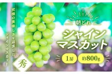 【2025年分発送】 朝採れ シャインマスカット 1房 約800g 先行予約 先行 予約 山梨県産 産地直送 フルーツ 果物 くだもの ぶどう ブドウ 葡萄 シャイン シャインマスカット 新鮮 人気 おすすめ 国産 贈答 ギフト お取り寄せ 山梨 甲斐市 AV-1