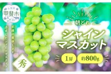 【来年（2026年/令和8年）発送＜先行予約＞】 朝採れ シャインマスカット 1房 約800g 先行予約 先行 予約 山梨県産 産地直送 フルーツ 果物 くだもの ぶどう ブドウ 葡萄 シャイン シャインマスカット 新鮮 人気 おすすめ 国産 贈答 ギフト お取り寄せ 山梨 甲斐市 AV-1