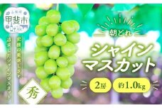 【来年（2026年/令和8年）発送＜先行予約＞】シャインマスカット 2房 約1.0kg 先行予約 先行 予約 山梨県産 産地直送 フルーツ 果物 くだもの ぶどう ブドウ 葡萄 シャイン シャインマスカット 新鮮 人気 おすすめ 国産 贈答 ギフト お取り寄せ 甘い 皮ごと 種なし 山梨 甲斐市 AV-2
