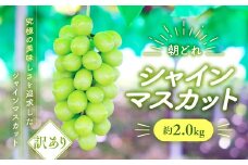 【2025年分発送】 ご家庭用 訳あり シャインマスカット 2㎏ 先行予約 先行 予約 訳あり ワケアリ わけあり 山梨県産 産地直送 フルーツ 果物 くだもの ぶどう ブドウ 葡萄 シャイン シャインマスカット 新鮮 人気 おすすめ 国産 贈答 ギフト お取り寄せ 甘い 皮ごと 種なし 山梨 甲斐市 AV-22
