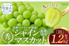 【2026年発送】 シャインマスカット 2房 1.2㎏相当  先行予約 先行 予約 山梨県産 産地直送 フルーツ 果物 くだもの ぶどう ブドウ 葡萄 シャイン シャインマスカット 新鮮 人気 おすすめ 国産 贈答 ギフト お取り寄せ 山梨県 甲斐市  AD-239