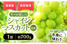 【来年（2026年/令和8年）発送＜先行予約＞】『特別栽培』自然塾冬のシャインマスカット 1房 シャインマスカット 冬シャインマスカット クリスマス クリスマスシャインマスカット 山梨県産 国産 産地直送 人気 おすすめ 贈答 ギフト お取り寄せ フルーツ 果物 くだもの ぶどう ブドウ 葡萄 新鮮 甘い 皮ごと 山梨県 甲斐市 BM-2
