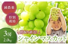 【2025年発送】特別栽培 減農薬 シャインマスカット 2.0㎏ 3房 先行予約 先行 予約 山梨県産 産地直送 フルーツ 果物 くだもの ぶどう ブドウ 葡萄 シャイン シャインマスカット 新鮮 人気 おすすめ 国産 贈答 ギフト お取り寄せ 甘い 皮ごと 山梨 甲斐市 CF-4