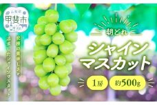 【来年（2026年/令和8年）発送＜先行予約＞】 シャインマスカット 1房 約500g 先行予約 先行 予約 山梨県産 産地直送 フルーツ 果物 くだもの ぶどう ブドウ 葡萄 シャイン シャインマスカット 新鮮 人気 おすすめ 国産 山梨 甲斐市  贈答 ギフト お取り寄せ 朝どれ AV-31