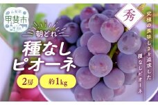 【来年（2026年/令和8年）発送＜先行予約＞】 種なし ピオーネ 2房 約1㎏ 先行予約 先行 予約 山梨県産 産地直送 フルーツ 果物 くだもの ぶどう ブドウ 葡萄 新鮮 人気 おすすめ 国産 贈答 ギフト お取り寄せ プレゼントお供え お見舞い お中元 御中元 暑中見舞い 令和8年発送分 山梨 甲斐市 AV-33