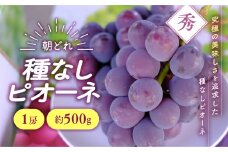 【2025年分発送】 種なし ピオーネ 1房 約500g 先行予約 先行 予約 山梨県産 産地直送 フルーツ 果物 くだもの ぶどう ブドウ 葡萄 新鮮 人気 おすすめ 国産 贈答 ギフト お取り寄せ 令和7年発送分 山梨 甲斐市 AV-32
